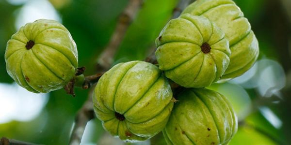 Garcinia Cambogia Extract - Weight Loss Supplements